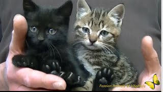 Deux petits chatons sauvés dun destin cruel [upl. by Nabatse]