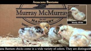 Araucana Bantam Chicks [upl. by Eldorado125]