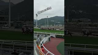 Horse racing Shatin jockey club youtubeshorts [upl. by Enerol]