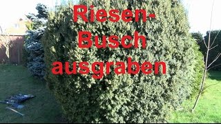 Großen Busch ausgraben Baumstümpfe Eibe Hecke Baum entfernen ausgraben Baumwurzel Baumstumpf [upl. by Halsy]