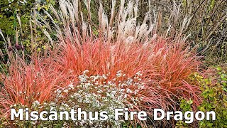 Miscanthus Fire Dragon Maiden Grass  Easy to Grow Ornamental Grass with Stunning Late Fall Color [upl. by Adele]