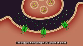 Resistance101  Insecticide classes amp modes of action [upl. by Evol]