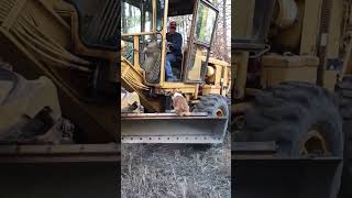 Guy Uses Tractor to Lift Corgi Into Cab [upl. by Gardie]