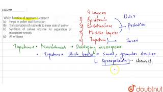 Which function of tapetum is correc [upl. by Latterll]