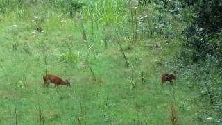 Roe deer  Nature Reserve De Blankaart Belgium [upl. by Roybn]