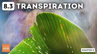 IGCSE Biology  Transpiration 83 [upl. by Arny74]