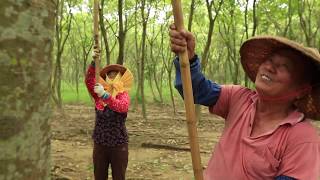 Tree To Tub Soapberry Production Process [upl. by Aiyram84]