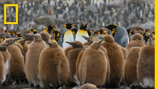 Go Inside an Antarctic City of 400000 King Penguins — Ep 4  Wildlife Resurrection Island [upl. by Arima]