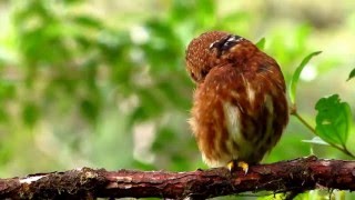 Choco endemic cloudforest pygmy owl Glaucidium nubicola PNN Tatama Colombia Birdwatching [upl. by Fosque958]