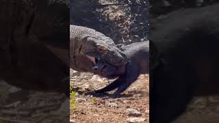 DRAGÃODEKOMODO ENGOLINDO PORCO VIVO [upl. by Aneerehs]