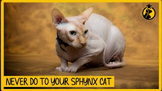 5 Things You Must Never Do to Your Sphynx Cat [upl. by Hanyaz398]