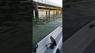 Bass Fishing Southampton Water Boat Fishing Southcoast United Kingdom 🇬🇧 [upl. by Ahsenauj]