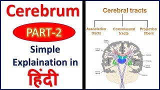 Cerebrum PART 2 Association Commissural amp Projection Tracts in Hindi  Bhushan Science [upl. by Lorna]