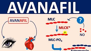 Avanafil spedra  Uses side effects amp precautions [upl. by Zined]