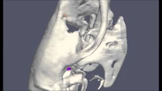 Treatment Planning and Delivery of Whole Brain Irradiation with Hippocampal Avoidance in Rats [upl. by Noryahs69]