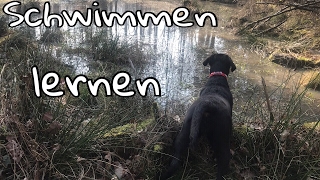 Meinem Hund das Schwimmen beibringen  Sunny Labrador geht das erste Mal Schwimmen [upl. by Chessa]