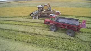 Hardy 2016 California Organic Rice Harvest [upl. by Atsiuqal790]