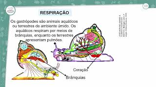 101  MOLUSCOS E ANELÍDEOS  BIOLOGIA  2º ANO EM  AULA 1012024 [upl. by Enneire601]