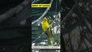 Golden Oriole Short [upl. by Malissa]