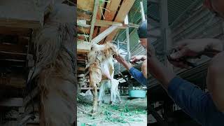 pemotongan kuku kambing yang panjang2 peternakkambing petanimuda ternak [upl. by Nasar]