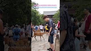 Wild deer in Nara begging tourists for rice crackers Naraparkdeer shots [upl. by Auqenehs158]