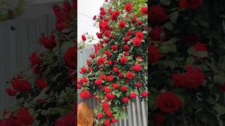 Heavy flowering in Rose vine [upl. by Lime]