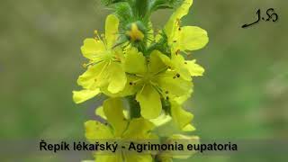 Řepík lékařský  Agrimonia eupatoria [upl. by Schuyler]