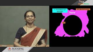 34a Formation and fate of bilirubin [upl. by Yorled]