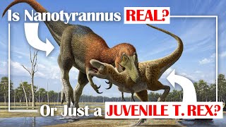 Is Nanotyrannus Real or Just a Juvenile T rex [upl. by Aitas470]