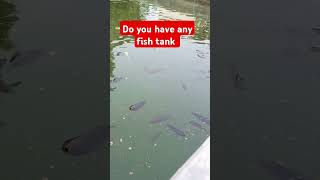 Bio flock fish farming biofloc shortvideo [upl. by Anatnom386]