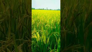 agriculture shorts ytshorts nature [upl. by Aknayirp]