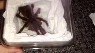 The Spider Shop Review  Burgundy Goliath Birdeater  Theraphosa stirmi [upl. by Xeno]