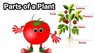 Learn About Parts of a Plant  Parts and Functions of Plant for kids [upl. by Stillman]