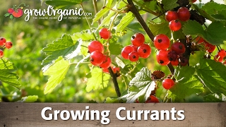 Growing Currants Organically [upl. by Obie]