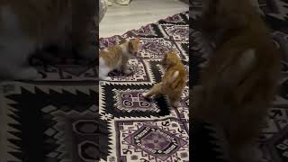 Miyav miyav😾 keşfet youtubeshorts bgmi cat funny [upl. by Florie971]