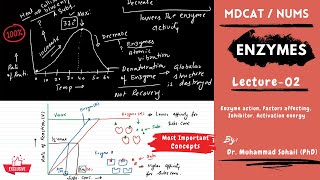 MDCAT  NUMS  Enzymes  Lecture02 [upl. by Nylevol]