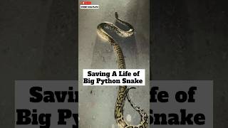 Big Python Snake Rescue 🐍  270 [upl. by Yodlem]