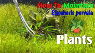 How to maintain Eleocharis parvula Plants  How to cutting Eleocharis parvula Plants [upl. by Kirsten]