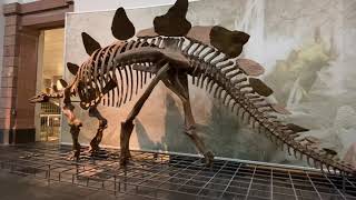 Senckenberg Museum Dinosaur Section [upl. by Golub]