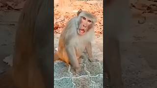 snake face scary 😳 cat🙀 amp monkey 🐒 funny 🤣 funnyvideos cat monkey viral video funny shortsyt [upl. by Odrautse171]