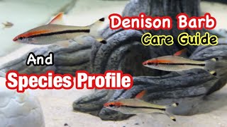 Denison Barb Roseline Shark Care Guide Breeding and Species Profile [upl. by Renata]