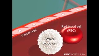 White Blood Cell Extravasation Through Diapedesis [upl. by Ela]