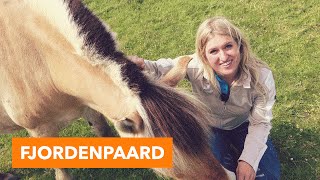 Fjordenpaard  PaardenpraatTV [upl. by Messab]