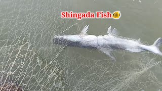 Big Shingada Fish Catching Video  Big Tengara Fish Shingada Fish🐠 Fishing in Net [upl. by Niletak]