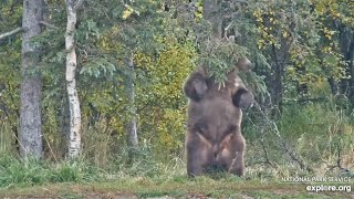 901 Looks Ready for Fat Bear Week  September 25 2024 exploreorg [upl. by Airdnas541]