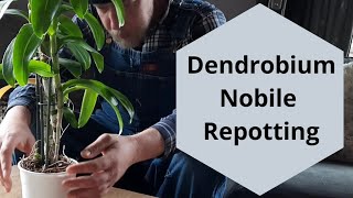 Repotting Dendrobium Nobile Dendrobium Orchid Care [upl. by Erund139]