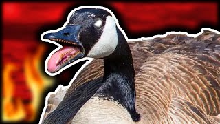 why canadian geese should go extinct [upl. by Aicitel]