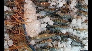 Shrimp market there are different type of Shrimp Prawn Crayfish [upl. by Notaes]