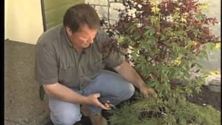 How to Prune the Japanese Maple Understock [upl. by Frankel627]