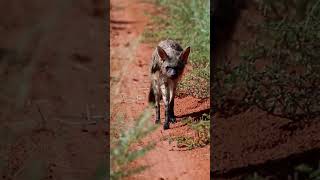 Elusive wildlife sighting on African Wildlife Safari at Tswalu [upl. by Perrins726]